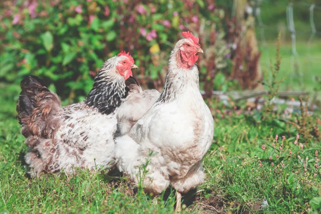 Backyard Chicken Care 101: Raising Happy, Healthy Chickens