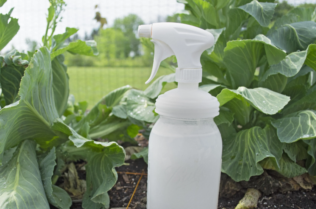 Control & Eliminate Powdery Mildew in Your Garden (In 5 Minutes)